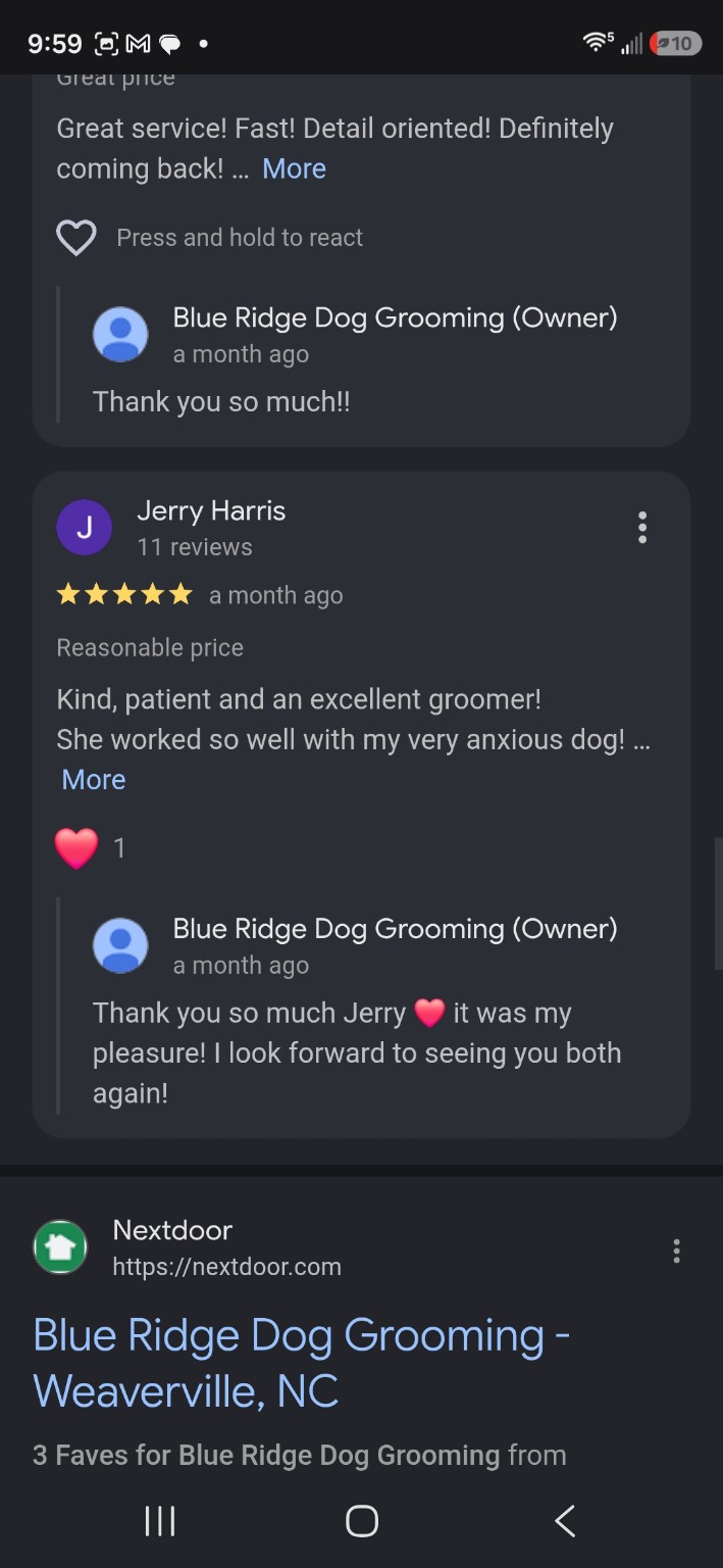 Freshly groomed dog at Blue Ridge Dog Grooming