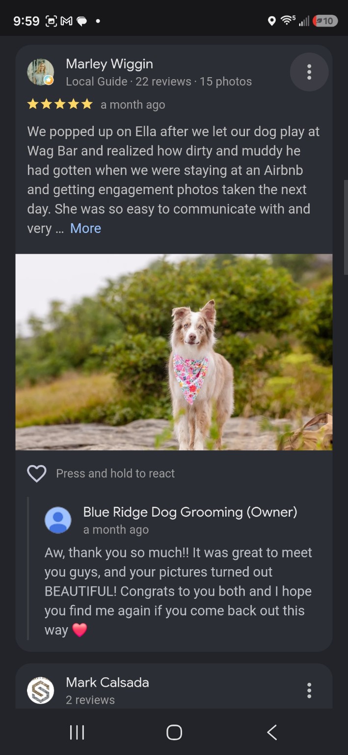 Blue Ridge Dog Grooming client photo